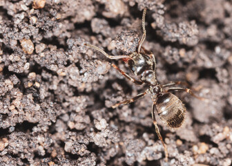 Ant crawling on the ground.