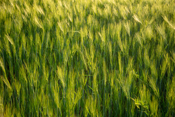Green ears of wheat at sunset.