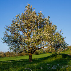 Birnbaum in den Streuobstwiesen bei Dettingen/Teck, Baden-Württemberg