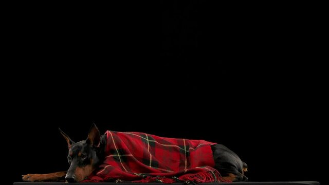 A dark brown Doberman, wrapped in a red checkered blanket, lies with its head resting on its front legs. The dog is resting in the studio on a black background in slow motion. Close up.