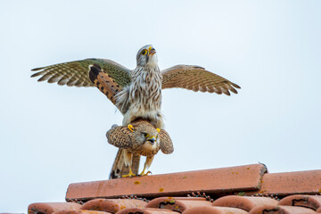 Turmfalke (Falco tinnunculus) Paarung