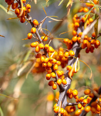 Orange berries of sea buckthorn on the branches