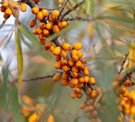 Orange berries of sea buckthorn on the branches