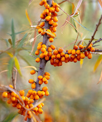 Orange berries of sea buckthorn on the branches