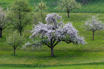 Apfelbaum in der Blüte,  Notzingen-Wellingen, Baden-Württemberg