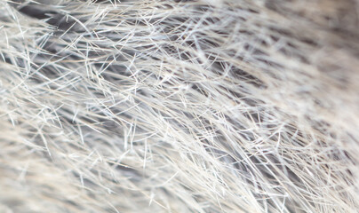 Close-up of mouse fur as background.