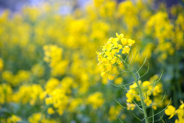 Canola flower field background　菜の花畑の背景