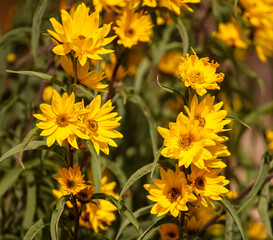 Beautiful yellow flowers in nature