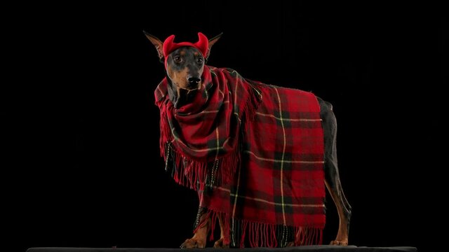 A Doberman Pinscher in a red plaid blanket and devil horns stands in full growth. The dog turns its head and turns its whole body towards the camera in slow motion. Close up.