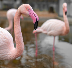 Close up portrait of pink flamingo
