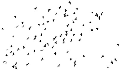 A flock of birds isolated on a white