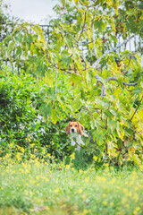 Beagle escondido entre matorrales