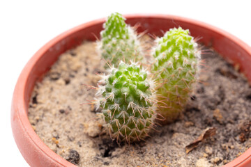 Cactus isolated on a white background.