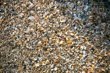 shells background