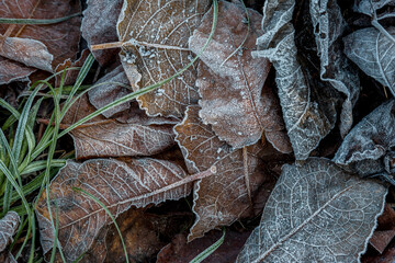Winter rime on dry autumn leaves