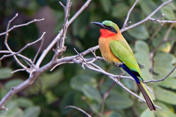 Red-throated Bee-eater (Merops bulocki), perched on a bush, Gambia.