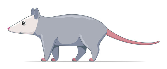 American opossum animal standing on a white background