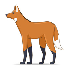 Maned wolf animal standing on a white background