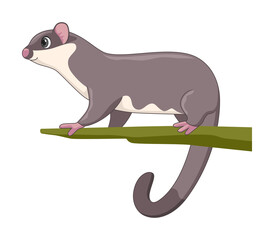 Sugar glider animal standing on a white background