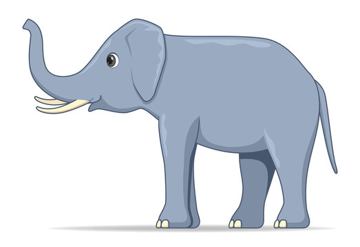 Indian elephant animal standing on a white background