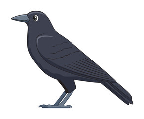 Raven bird on a white background