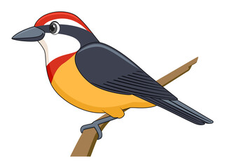 Scarlet banded barbet bird on a white background