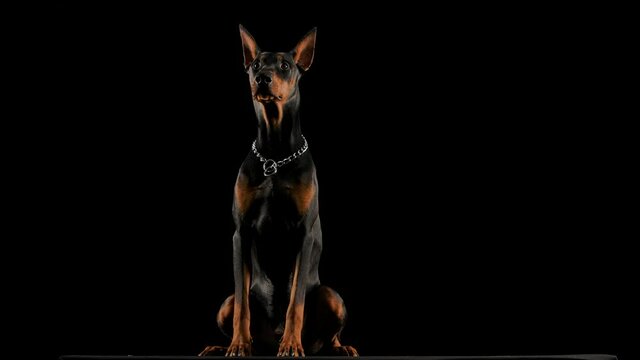 Frontal portrait of a Doberman Pinscher sitting in a studio against a black background. The dog turns its head and licks its lips in slow motion. Close up.