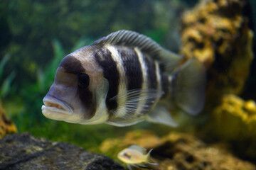 Frontosa, or cyphotilapia foreheaded fish in the aquarium (Cyphotilapia frontosa)