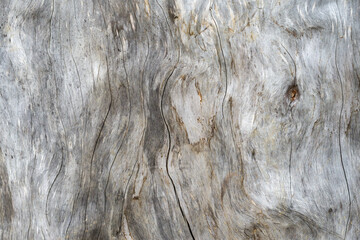 Dried old and dead tree stump with cracks and knot. Wood texture as a background horizontal