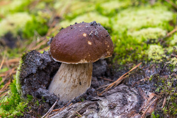 Young boletus edulis (cep fungus) mushroom with a dark brown cap