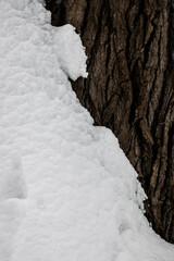 Tree trunk with a very ruff textured bark, half covered with fresh, white snow