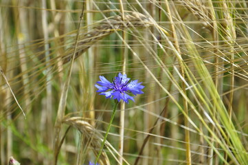 cornflower 