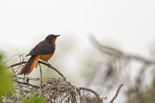 White-crowned Robin-chat (Cossypha albicapilla), perched, Georgetown, Gambia.