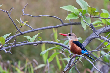 Grey-headed Kingfisher, (Halcyon leucocephala), perched on a branch, Gambia.