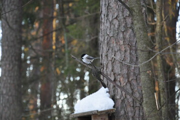 titmouse on the tree 