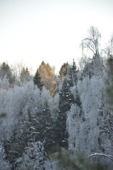 winter forest 