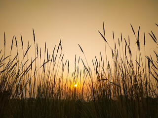Ravenna Grass - Saccharum ravennae - ornamental grass against beautiful sunset