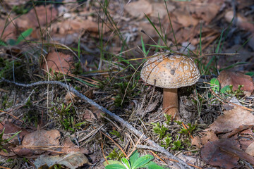 A young true blusher fungus (Amanita rubescens). Edible reddening mushroom with a reddish-brown cap with strewn small cream-coloured warts growing in the forest