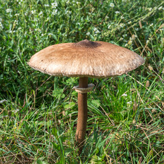 Macrolepiota Procera fungus with a very big cap and long stem growing on the beautiful autumn meadow. Mushrooming time
