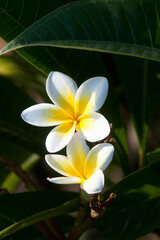 Fototapeta premium Westindischer Jasmin