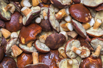 Freshly harvested mushrooms (edible bay boletes or boletus badius) full-frame background