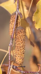 Naklejka premium birch seeds