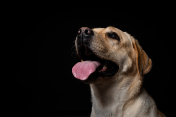 Portrait of a Labrador Retriever dog on an isolated black background.