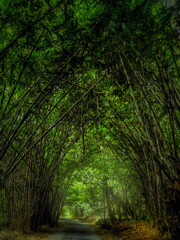 Bamboo trees in a peaceful village