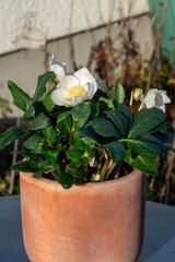 Die Christrose, Helleborus niger wird auch Schneerose oder Nieswurz genannt und begeistert im...