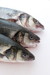 Sea bass with white background