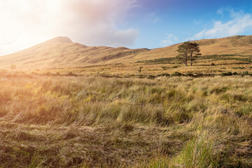 Lonely pine trees in a field, Mountain hill in the background. Warm sunny day with clean blue sky. Connemara, Ireland. Nature background