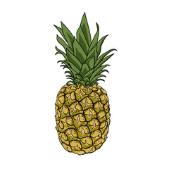 Pineapple vector realistic isolated on white background. Vintage, retro