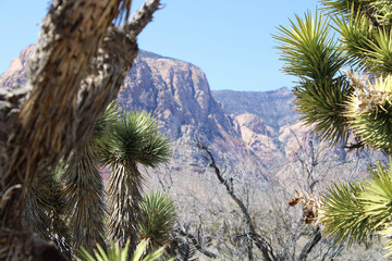 joshua tree national park