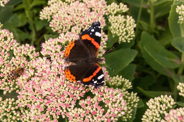 butterfly and bee on Sedum Moscow 2017 insects plants of the middle zone
